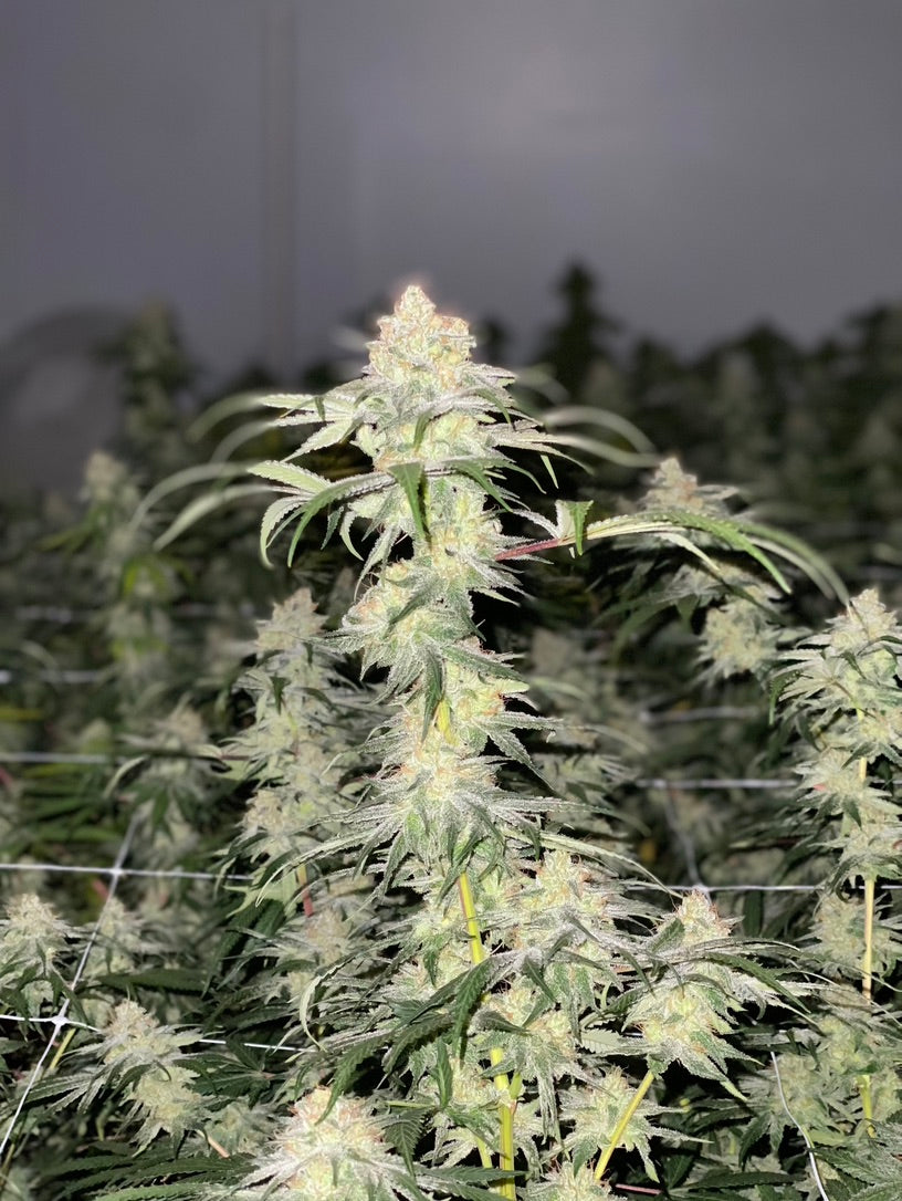 Watermelon Rose~Long Valley Red~Panama Rose Sampler