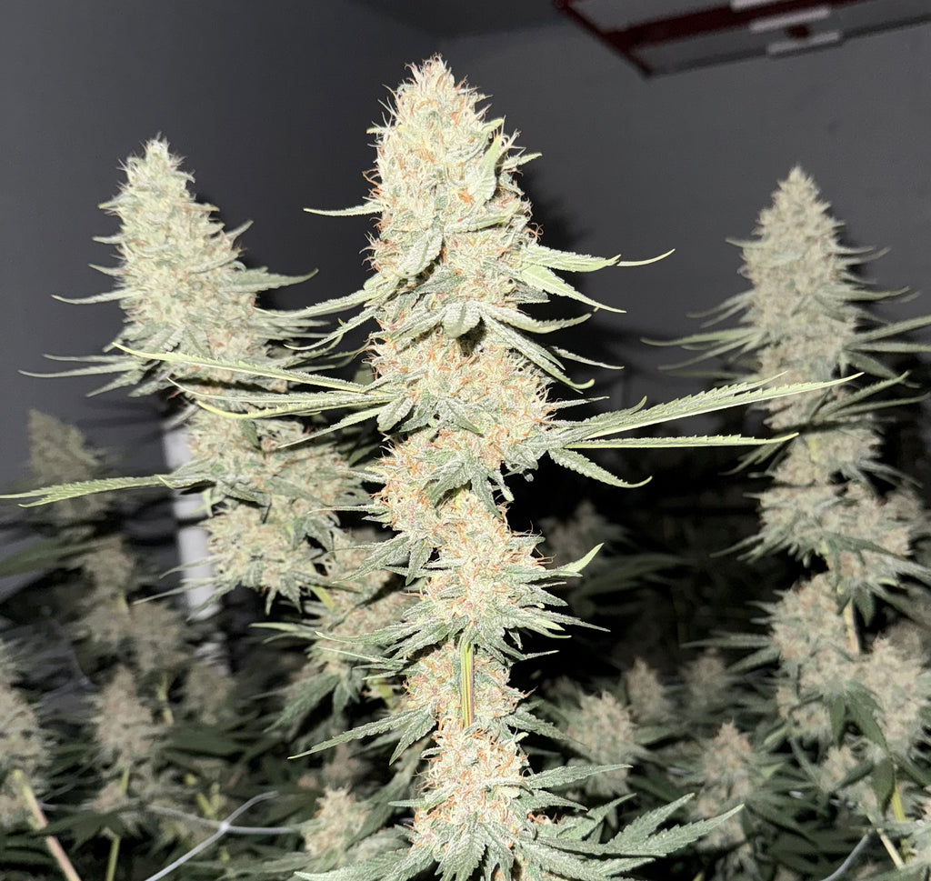 93~Lavender Soda~Panama Rose Sampler