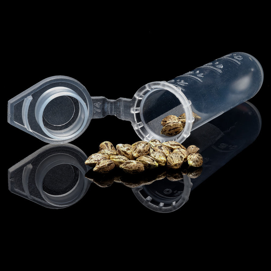 Bush Dog Type 3 (23 Non-feminized seeds per pack)