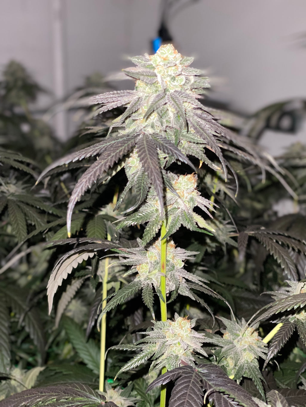 Little Miami (OZK bx CBG x Long Valley Red)- 10 Non-feminized Seeds (Type 3)