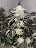 OZK BX CBG Flower 4/23/26 Harvest