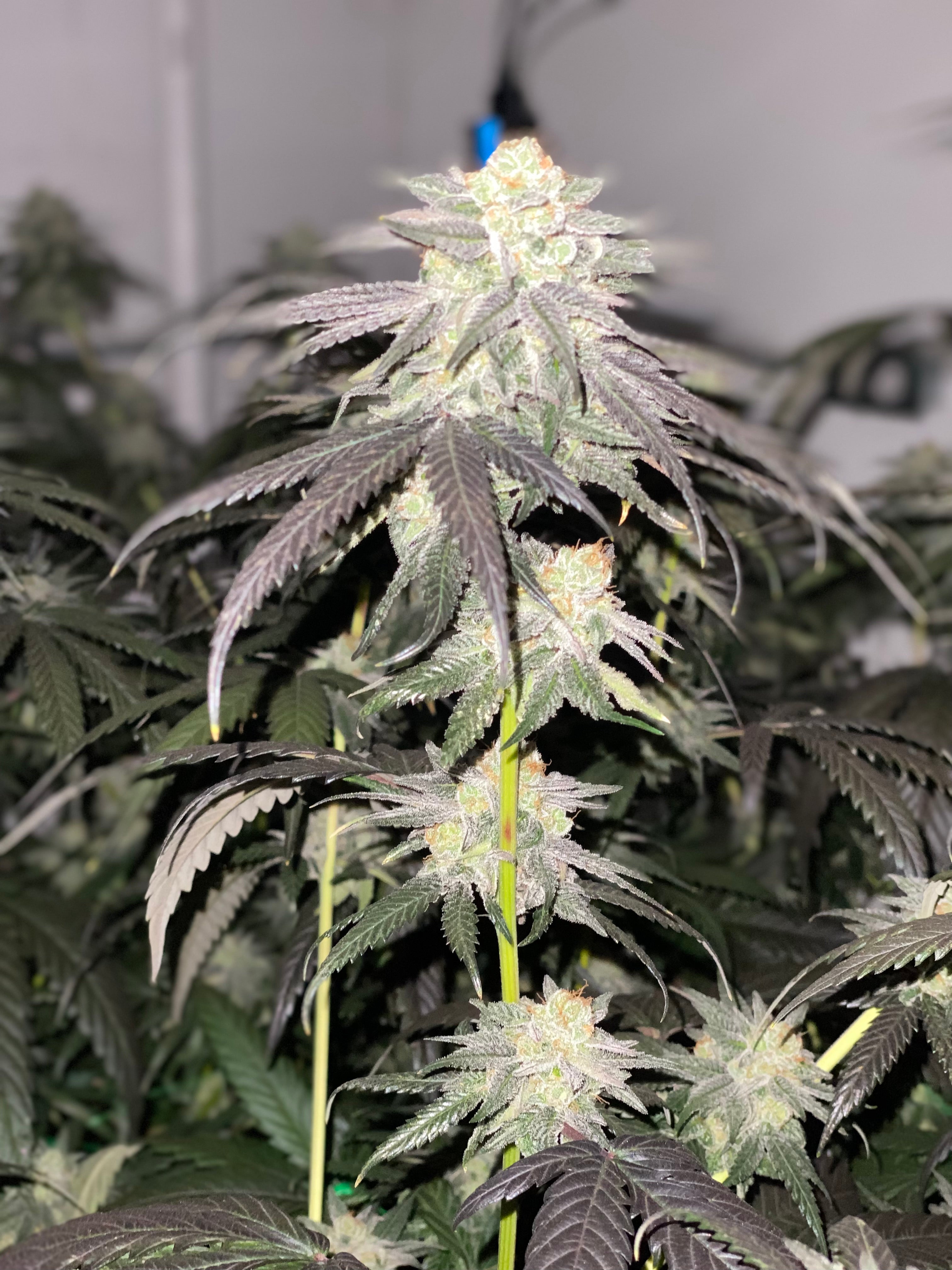 OZK BX CBG Flower 4/23/26 Harvest
