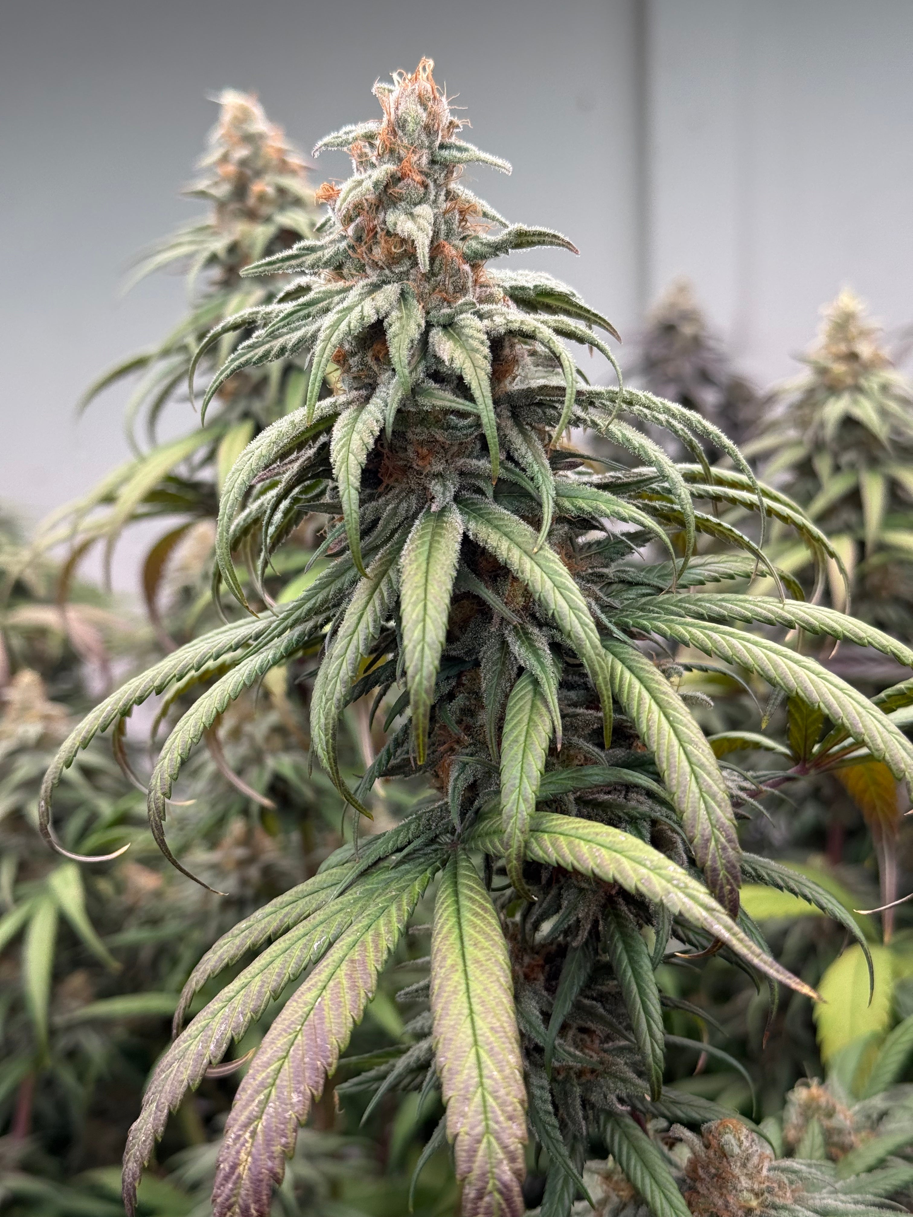 Long Valley Red (Long Valley Royal Kush x Panama Red) Coming Soon