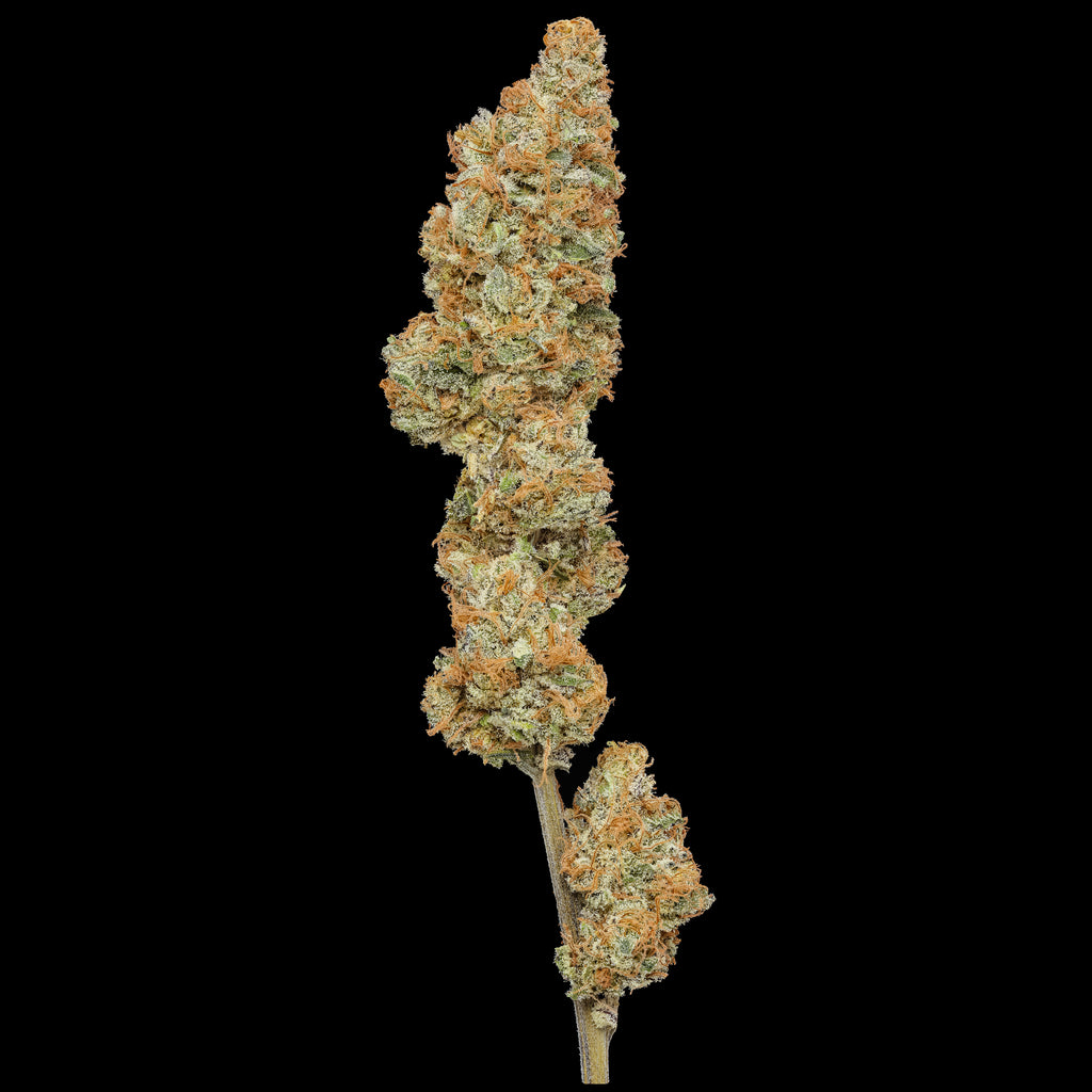 Long Valley Red (Long Valley Royal Kush x Panama Red) Coming Soon