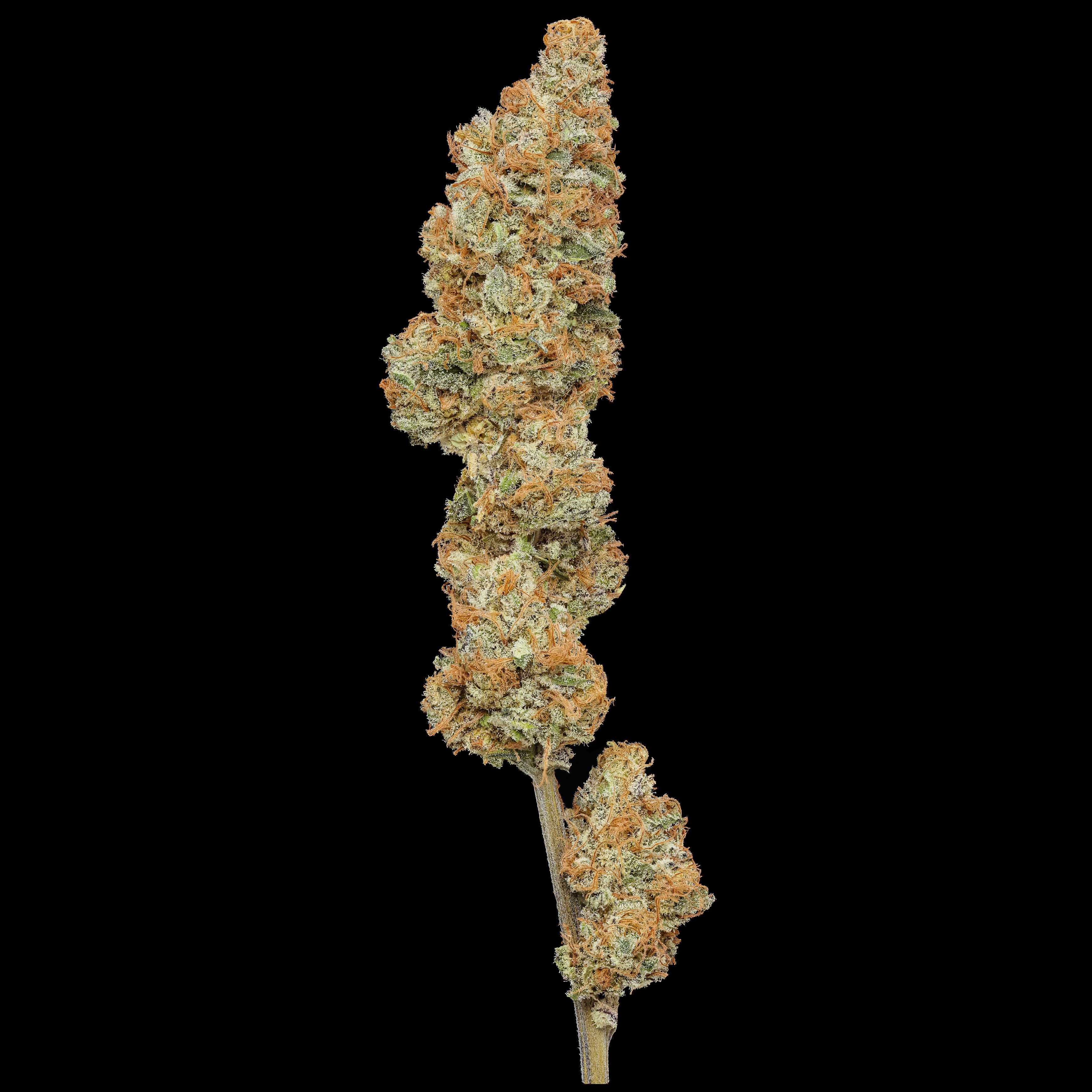 Long Valley Red (Long Valley Royal Kush x Panama Red) Coming Soon