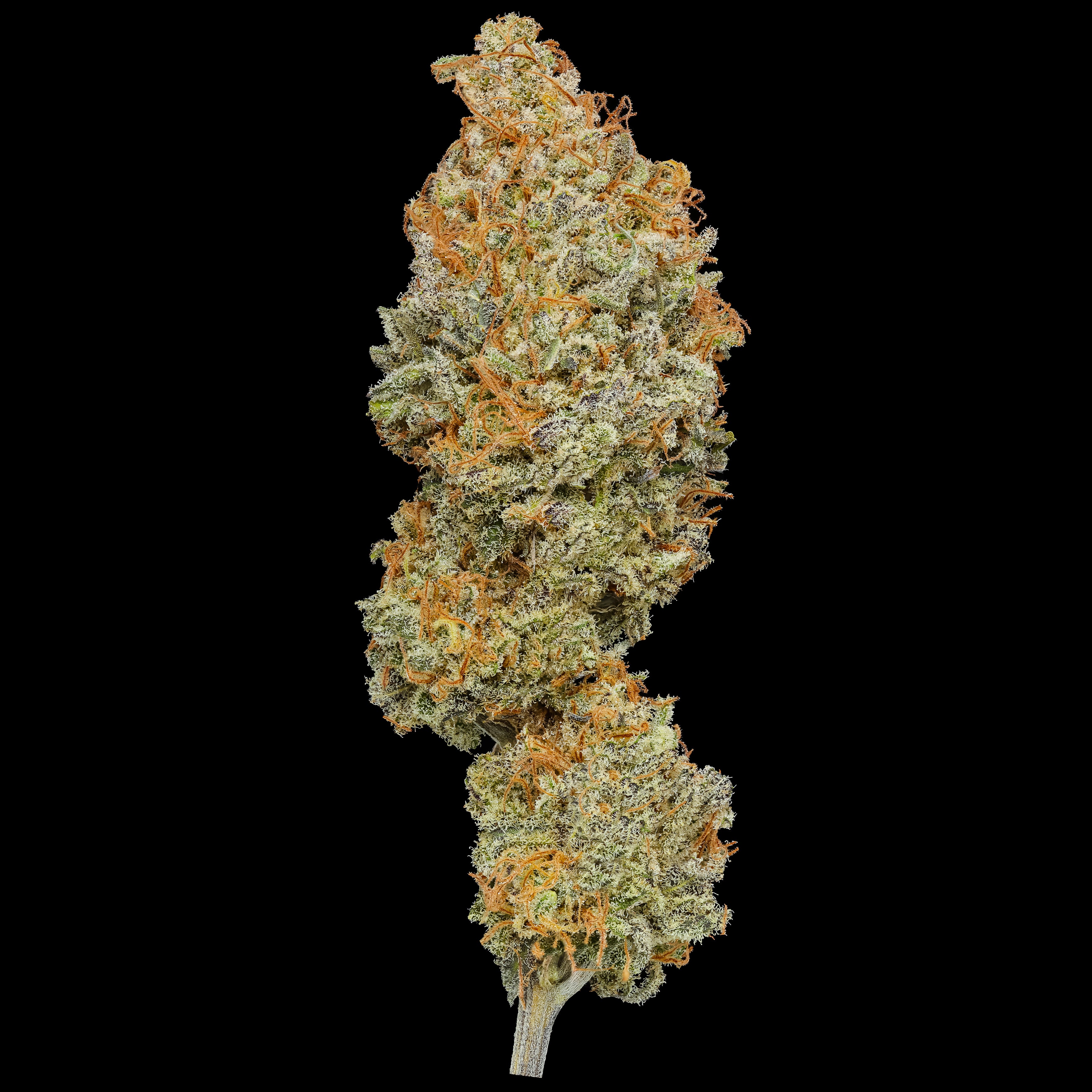 Long Valley Red (Long Valley Royal Kush x Panama Red) Coming Soon