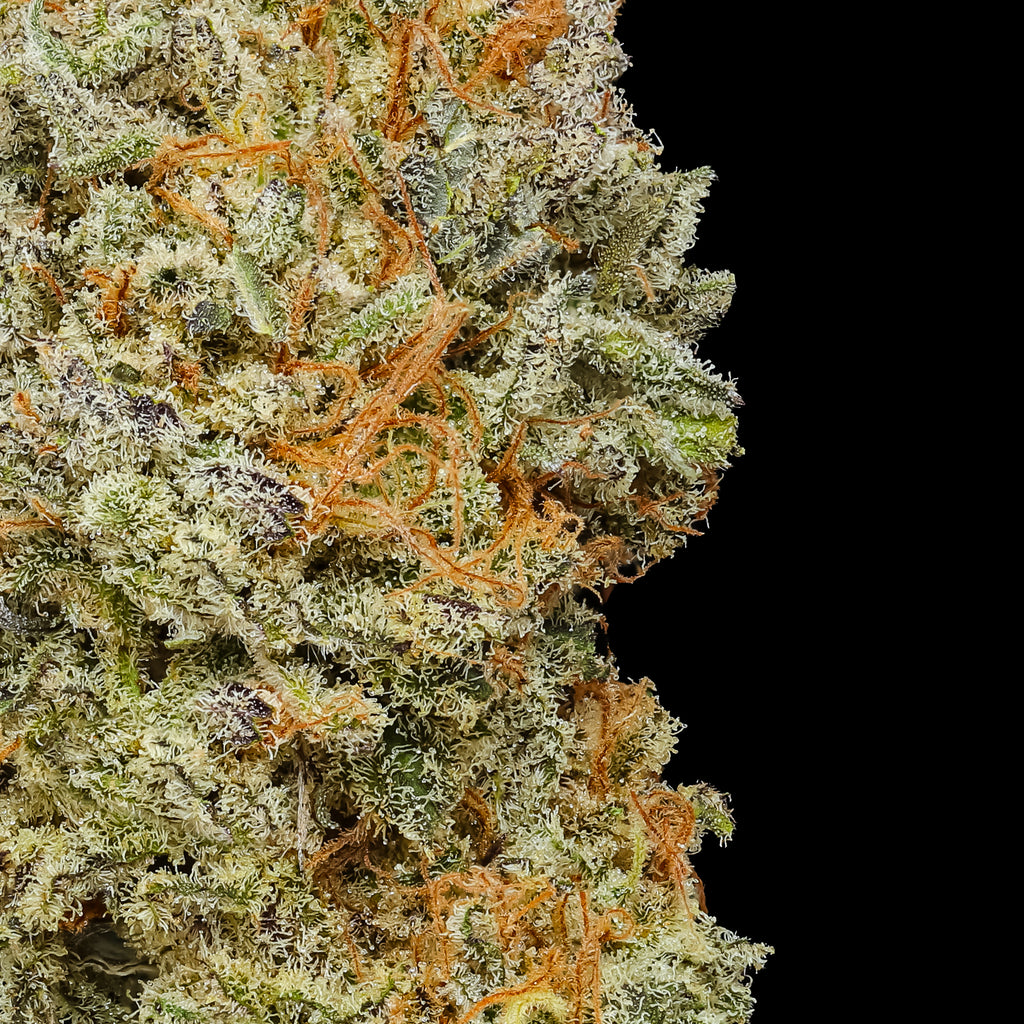 Long Valley Red (Long Valley Royal Kush x Panama Red) Coming Soon