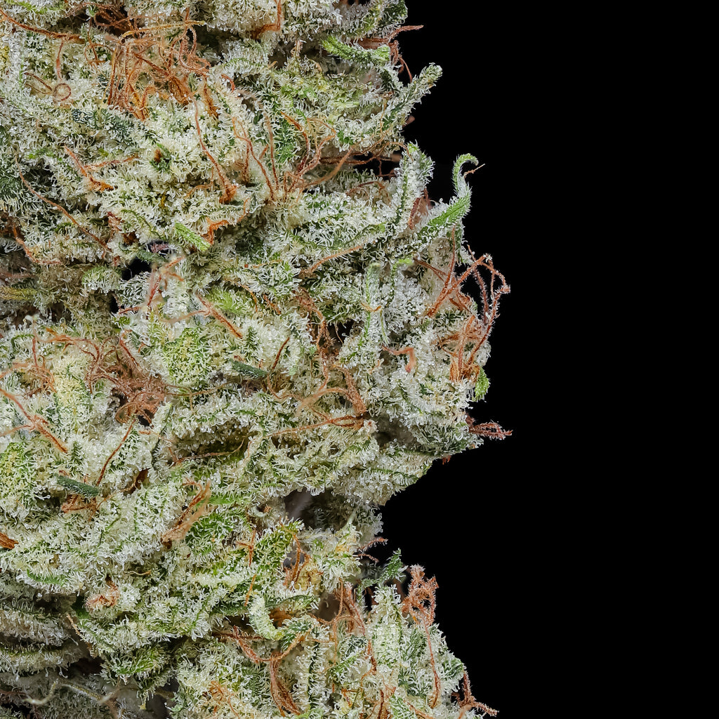 Panama Rose (Watermelon Rose x Panama Red F4 Type 3) 1/29/26 Harvest