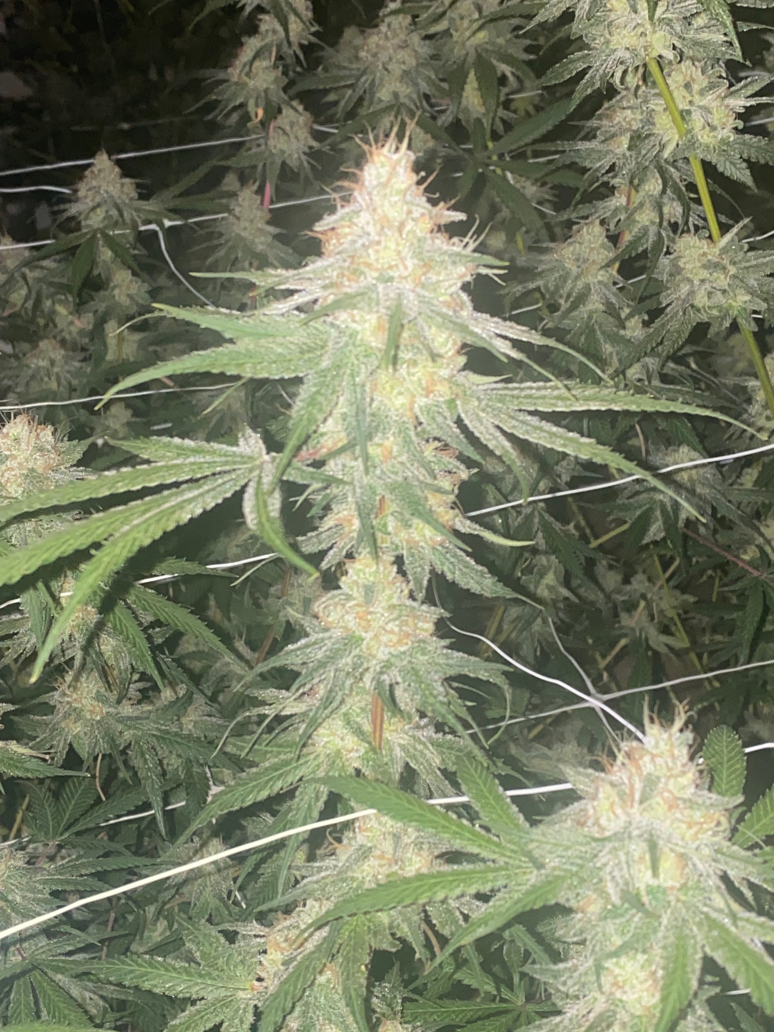 Good Weather (Watermelon Rose x Long Valley Red)- 10 Non-feminized Seeds (Type 3)