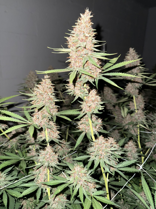 93~Lavender Soda~Panama Rose Sampler