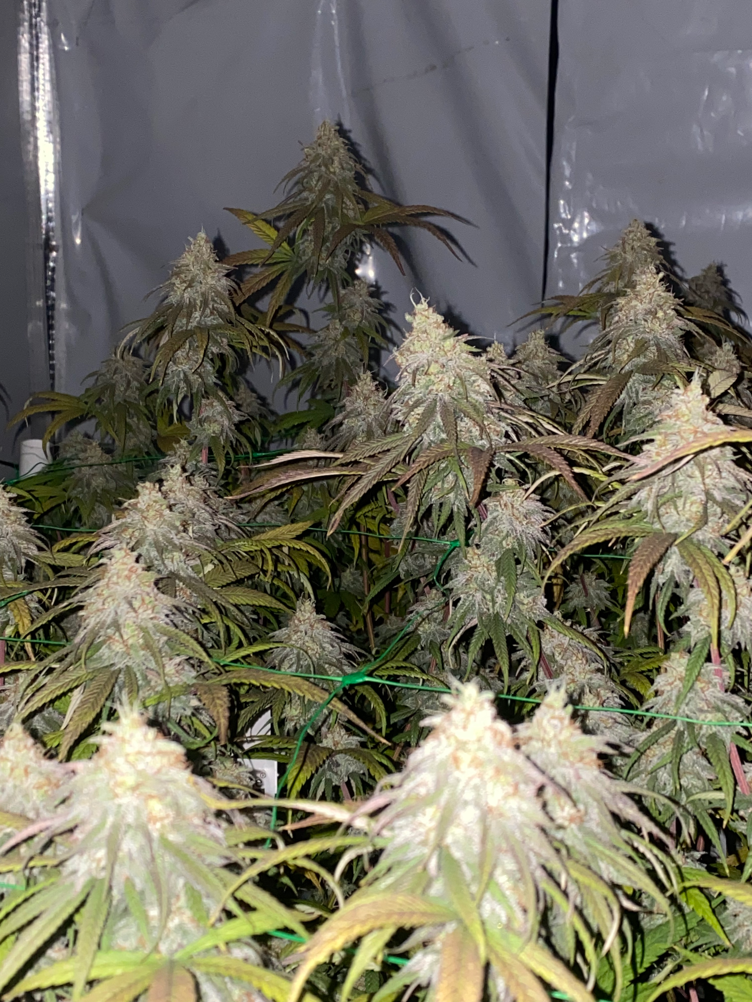 Long Valley Red (Long Valley Royal Kush x Panama Red) Coming Soon