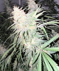 Panama Rose Type 3 (23 Non-Feminized Seeds Per Pack)